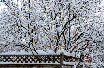 Heavy snowfall covering bare tree branches behind an angled residential fence on a winter day.