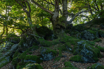 Wetterbäume am Kreuzberg im Abendlicht, Biosphärenreservat Rhön, Unterfranken, Franken, Bayern, Deutschland