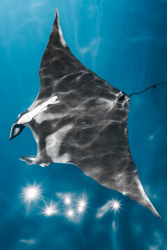 Aerial view of a majestic manta ray gracefully gliding through the turquoise waters, sunlight reflecting off its dark skin, La Paz, Baja California Sur, Mexico.