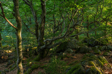 Fototapeta premium Wetterbäume am Kreuzberg im Abendlicht, Biosphärenreservat Rhön, Unterfranken, Franken, Bayern, Deutschland