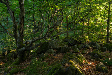 Wetterbäume am Kreuzberg im Abendlicht, Biosphärenreservat Rhön, Unterfranken, Franken, Bayern, Deutschland