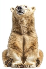 Fototapeta premium Polar bear sitting upright, looking up, isolated on a clean white background