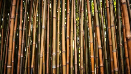 Obraz premium Vertical bamboo stalks, natural texture, warm tones, summer, light