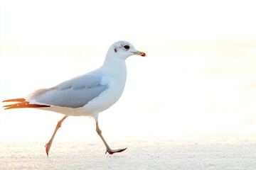 Fototapeta premium Seagull walks on sandy beach in bright light, feathers detail crisp and well-lit