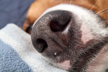 Dog nose dripping or moist, close up. Macro of puppy dog with runny nose or clear liquid dripping from nostril. Pet allergy or normal healthy dog nose. Female, Harrier mix. Selective focus. © Petra Richli