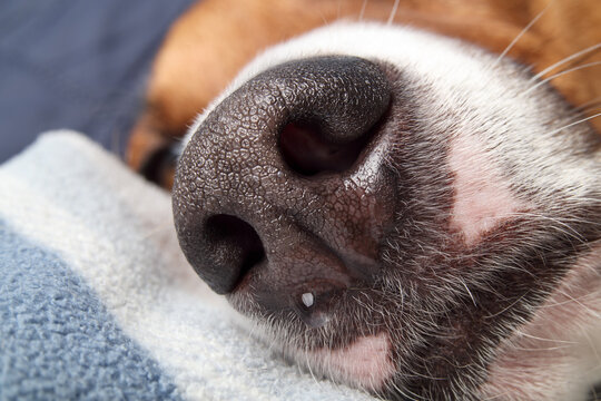 Dog nose dripping or moist, close up. Macro of puppy dog with runny nose or clear liquid dripping from nostril. Pet allergy or normal healthy dog nose. Female, Harrier mix. Selective focus.