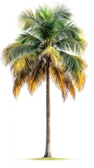 Fototapeta premium Tall palm tree with green and yellow fronds against a white background