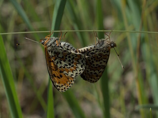 A type of nymphalid butterfly, red checker, love of butterflies, on one stalk, winged insects, insect wedding.