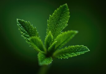 Closeup of vibrant green plant with dew drops on serrated leaves against dark blurred background
