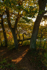 Obraz premium Abendlicht über dem Naturschutzgebiet Grainberg-Kalbenstein bei Karlstadt am Main, Landkreis Main-Spessart, Unterfranken, Bayern, Deutschland