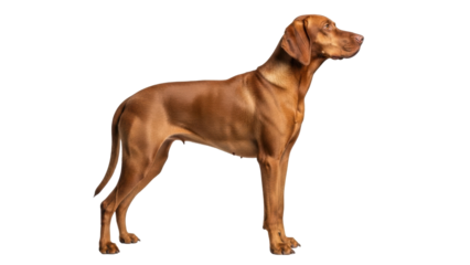 Elegant Vizsla dog isolated PNG, Hungarian pointer breed standing in profile on transparent background, purebred canine companion for pet-related designs