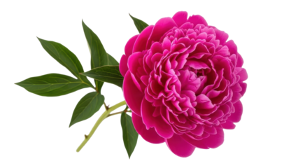 Vibrant magenta peony flower isolated PNG on transparent background, lush bloom with detailed petals for floral designs and spring themes