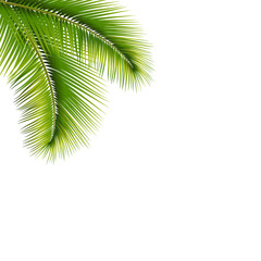 A vibrant illustration of tropical green palm fronds creating a corner design element isolated on transparent background