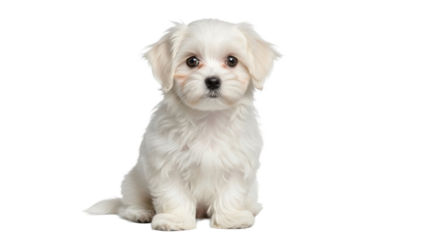 Adorable Maltese puppy dog isolated PNG, small white pet with fluffy fur on transparent background, cute animal for design projects