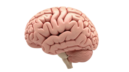 Human brain anatomical model isolated PNG, detailed medical organ for science and education on transparent background