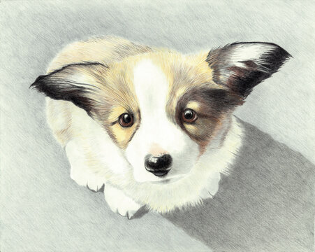 Corgi One