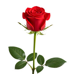 Naklejka premium Single red rose with long stem stands alone on pure white background, displaying its beauty and detail without distraction