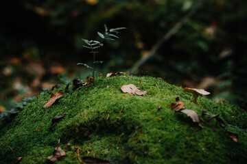Forest autumn but still green landscape