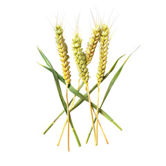Green stems of wheat Raw wheat spikelets on isolated on transparent, alpha background png