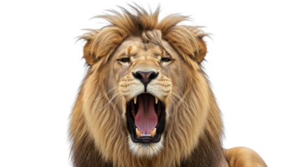 Close-up Portrait of a Roaring Male Lion with Impressive Mane isolated PNG with Transparent Background