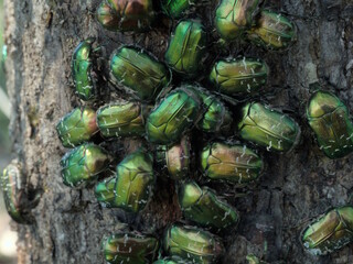 Golden bronze, insects on flowers, where the sweetest nectar is, a green beetle, a cluster of beetles, in search of sweets.