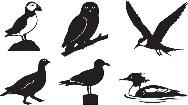 Black silhouette illustrations of six different birds including puffin owl seagull duck and grouse