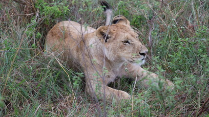 A close-up portrait of a female lion in the wild, capturing strength, elegance, and calm focus in natural light.