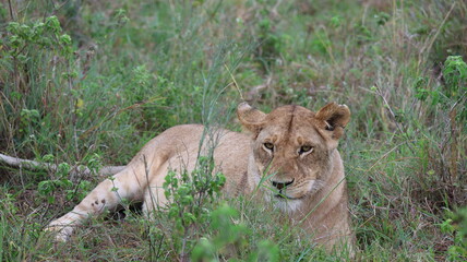 A close-up portrait of a female lion in the wild, capturing strength, elegance, and calm focus in natural light.