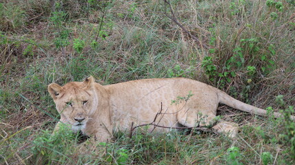 A close-up portrait of a female lion in the wild, capturing strength, elegance, and calm focus in natural light.