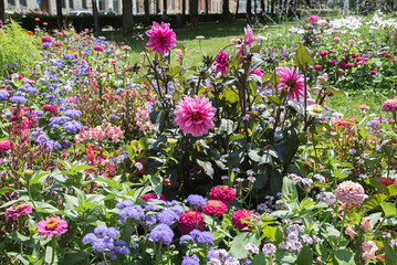 summer flowerbed with pink dahlias, ageratum, snapdragon. munich city park