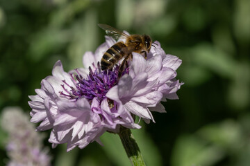 bee on a flower © Andy