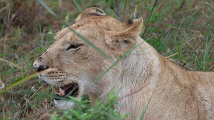 A close-up portrait of a female lion in the wild, capturing strength, elegance, and calm focus in natural light.