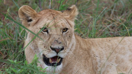 A close-up portrait of a female lion in the wild, capturing strength, elegance, and calm focus in natural light.
