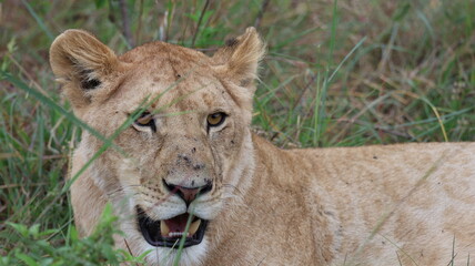 A close-up portrait of a female lion in the wild, capturing strength, elegance, and calm focus in natural light.