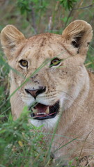 A close-up portrait of a female lion in the wild, capturing strength, elegance, and calm focus in natural light.