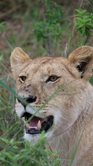 A close-up portrait of a female lion in the wild, capturing strength, elegance, and calm focus in natural light.