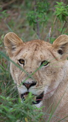 A close-up portrait of a female lion in the wild, capturing strength, elegance, and calm focus in natural light.