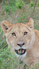 Eye-to-Eye with the Queen,  A striking direct-gaze portrait of a lion, creating an instant emotional connection and dramatic visual impact.