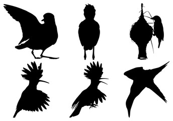 Collection of six bird silhouettes in flight and standing poses
