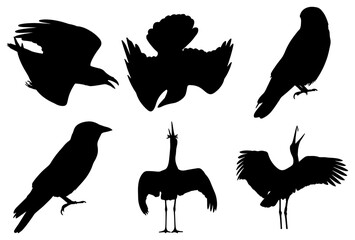 Fototapeta premium Silhouettes of various birds in flight and standing poses