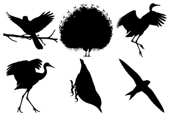 Fototapeta premium Diverse bird silhouettes collection on white background isolated