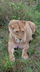 A close-up portrait of a female lion in the wild, capturing strength, elegance, and calm focus in natural light.