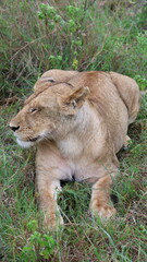 A close-up portrait of a female lion in the wild, capturing strength, elegance, and calm focus in natural light.