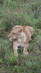 A close-up portrait of a female lion in the wild, capturing strength, elegance, and calm focus in natural light.