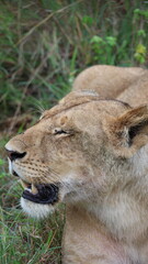 A close-up portrait of a female lion in the wild, capturing strength, elegance, and calm focus in natural light.