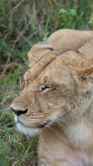 A close-up portrait of a female lion in the wild, capturing strength, elegance, and calm focus in natural light.