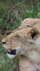 A close-up portrait of a female lion in the wild, capturing strength, elegance, and calm focus in natural light.