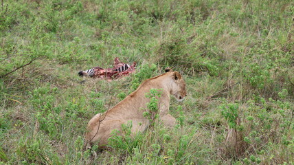 A powerful scene of a lioness resting beside her zebra prey, capturing the raw and authentic reality of African wildlife