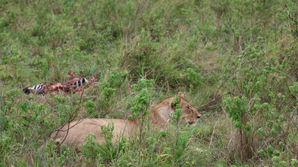 A powerful scene of a lioness resting beside her zebra prey, capturing the raw and authentic reality of African wildlife