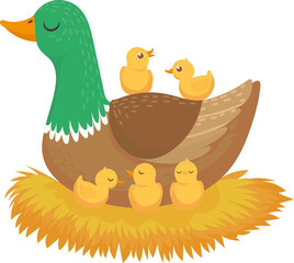 Mother duck nurturing small ducklings protecting family in nest